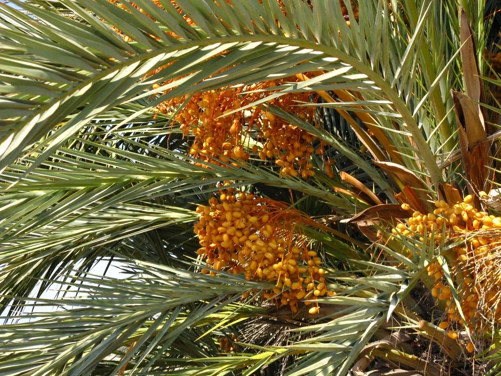 Dates ripening on a palm